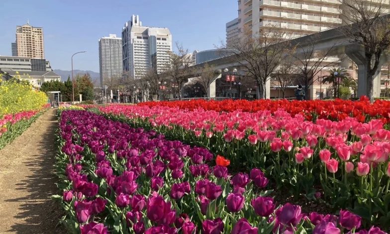 【六甲アイランド】約3万本のチューリップが彩る！「第25回 六甲アイランド チューリップ祭」開催