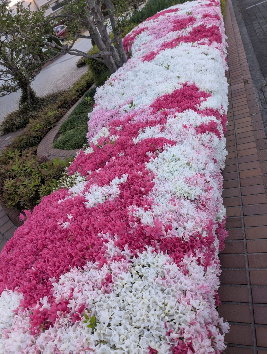 兵庫・神戸で見つける！春を彩る美しいツツジの絨毯