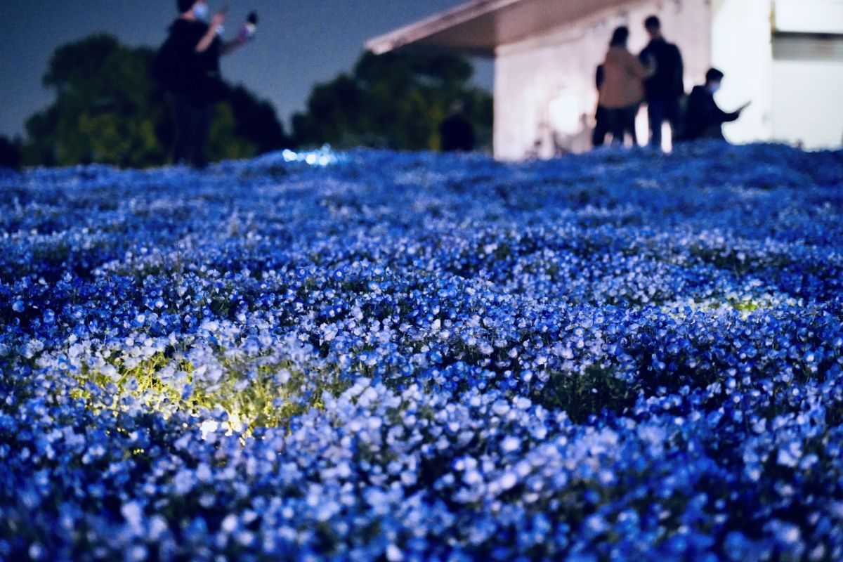 神戸・こうべアグリパーク：100万輪のネモフィラが彩る「夜の青」を体験！