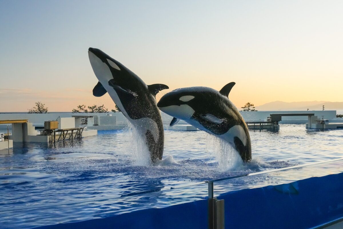 GWの須磨シーワールドは朝夕がお得！特別チケットで人気のレジャー施設を楽しもう