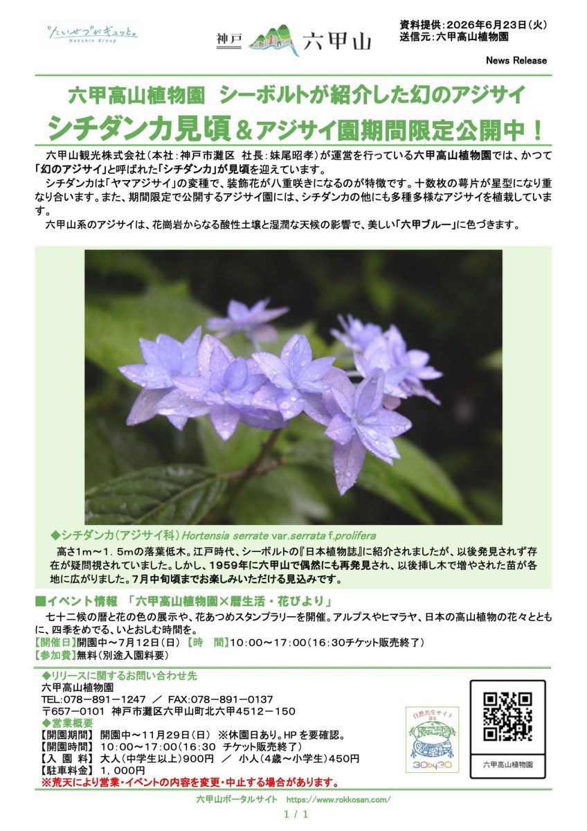 神戸・六甲山：幻のアジサイ「シチダンカ」が見頃！六甲高山植物園で期間限定公開中