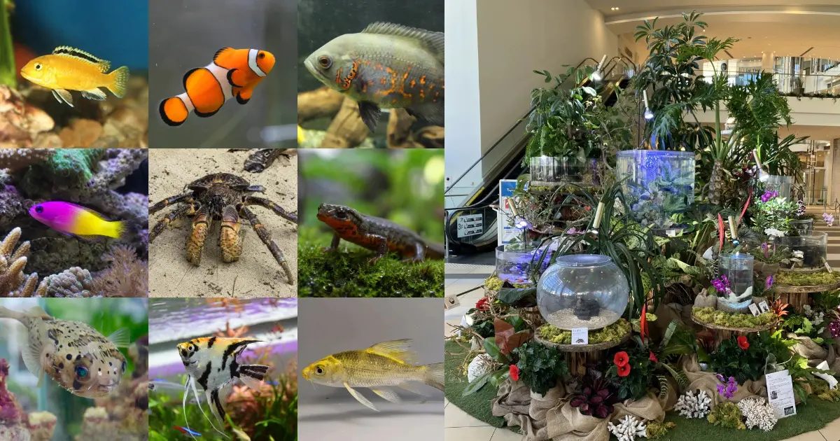 【西宮】西宮ガーデンズで沖縄の海と森を体験！「SUMMER DISPLAY」開催中